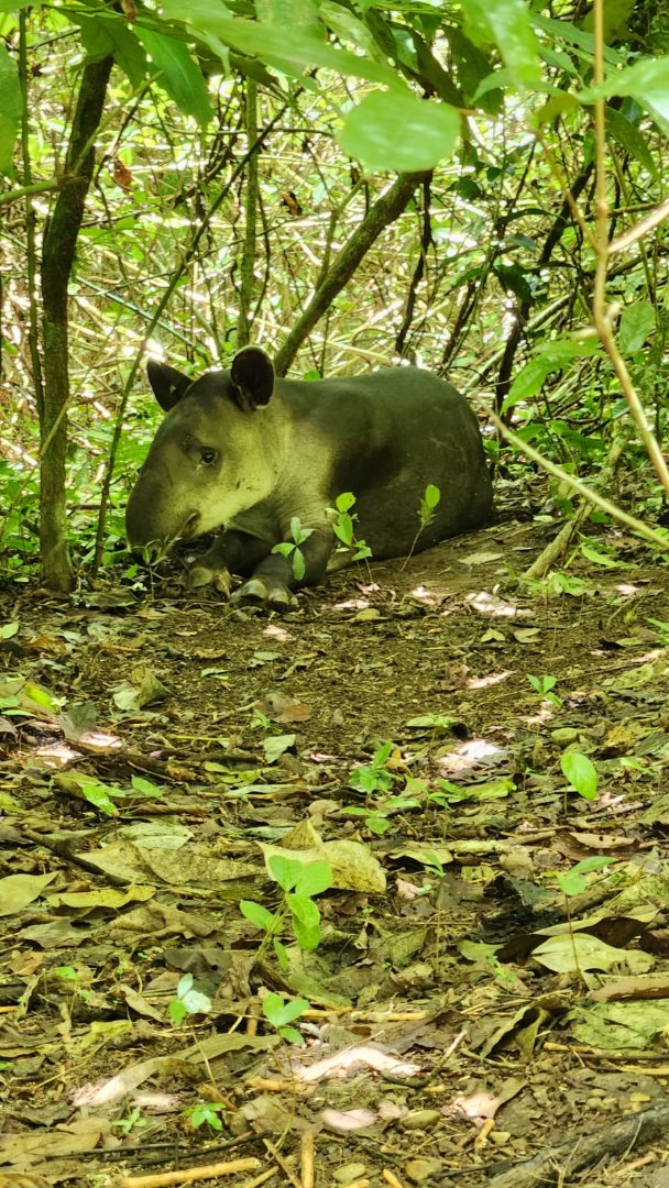 Corcovado National Park - Sirena Station