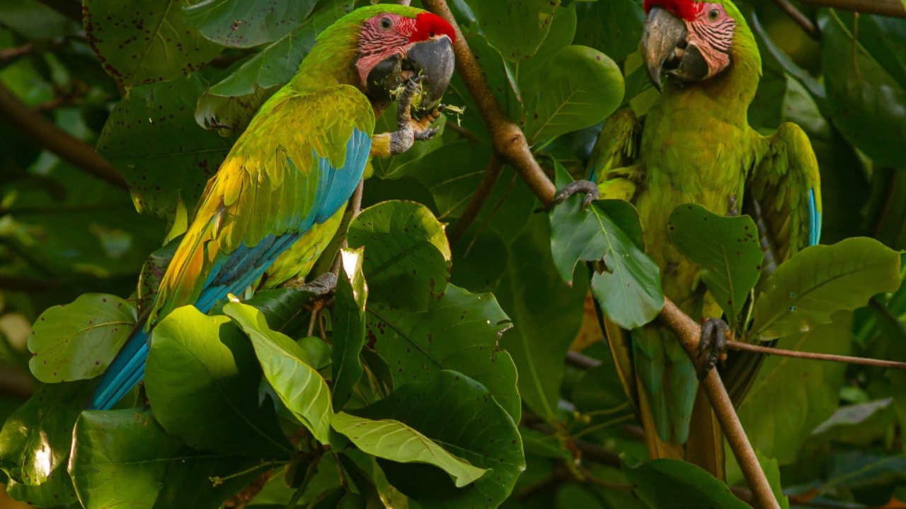 Sarapiqui Birding Experience