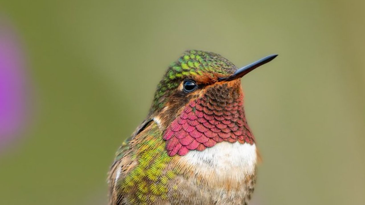 An introduction to the hummingbirds of Costa Rica
