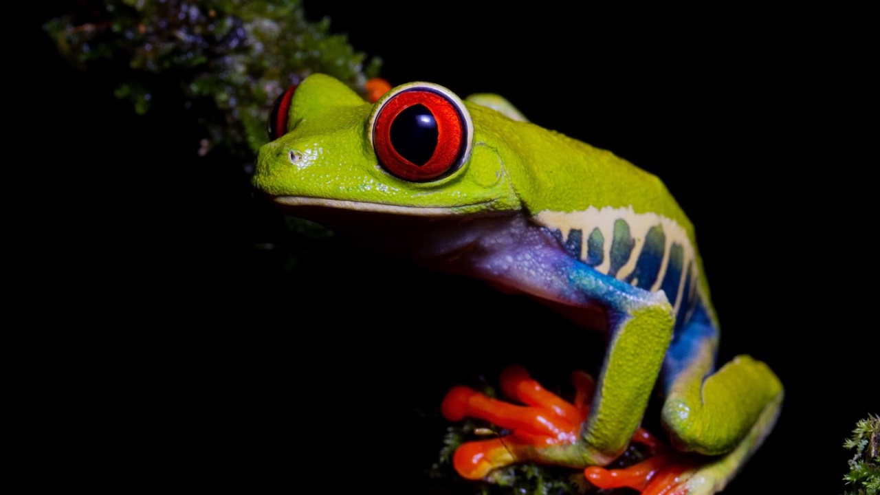 Exploring the Night Jewels