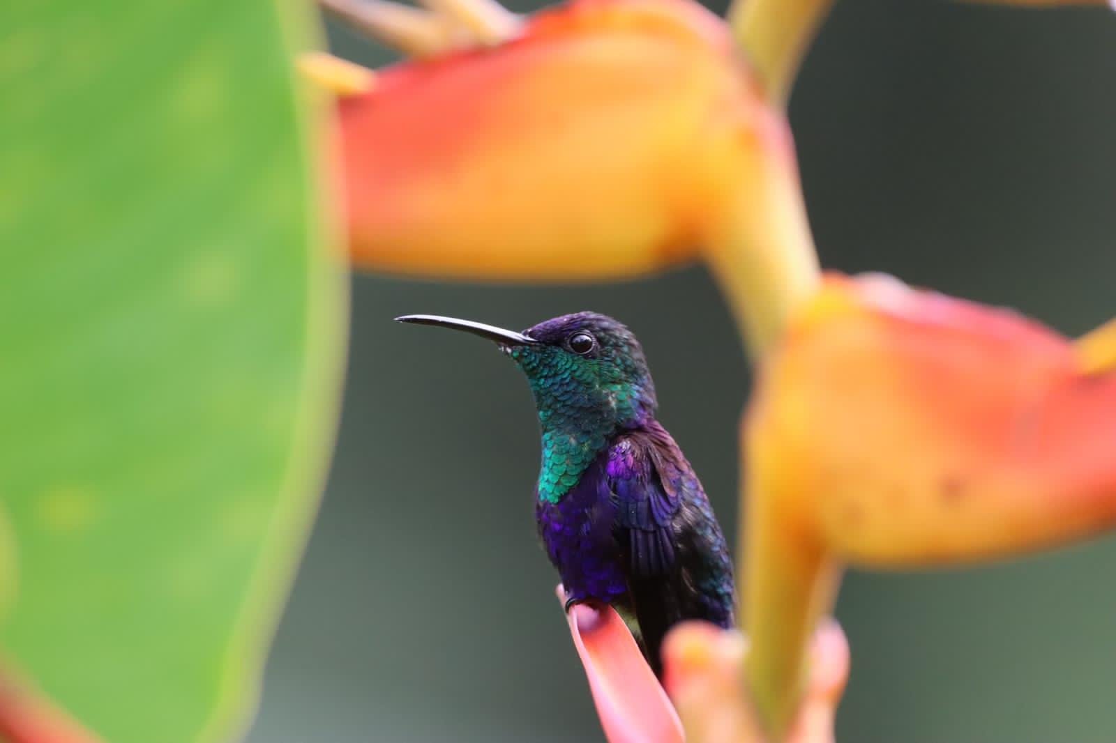 Bird Watching Tour