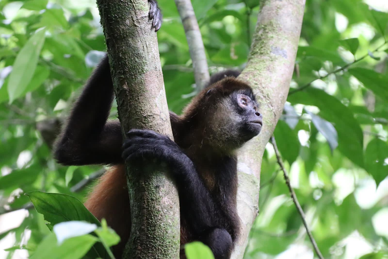 Corcovado National Park - Sirena & San Pedrillo Station