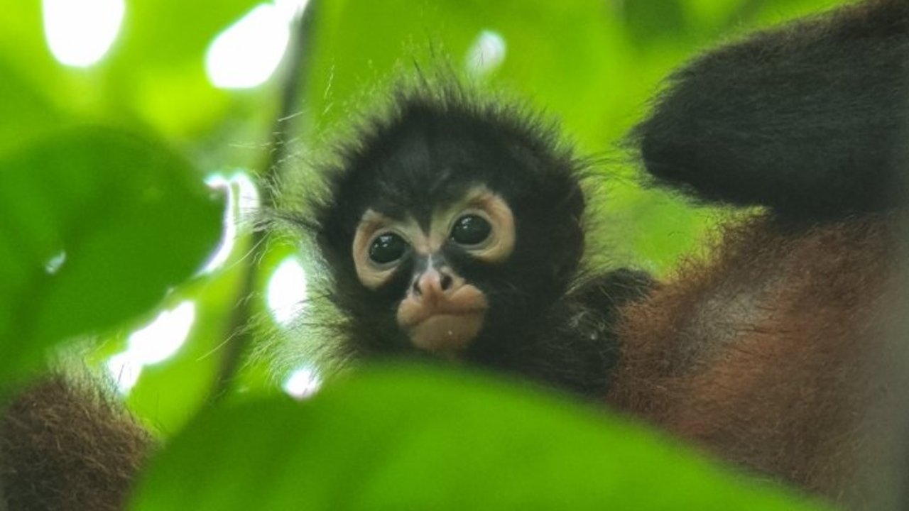 The Four Monkeys Safari