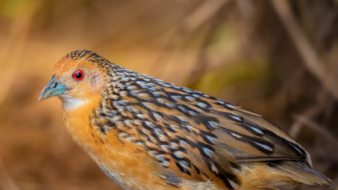 Ocellated Crake Tour