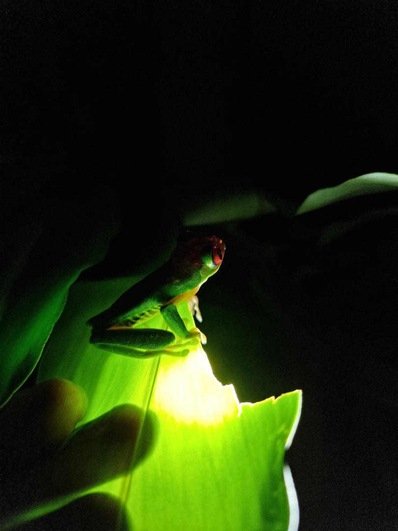 Night Tour