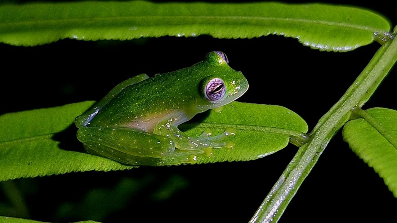 Night Rainforest Walk