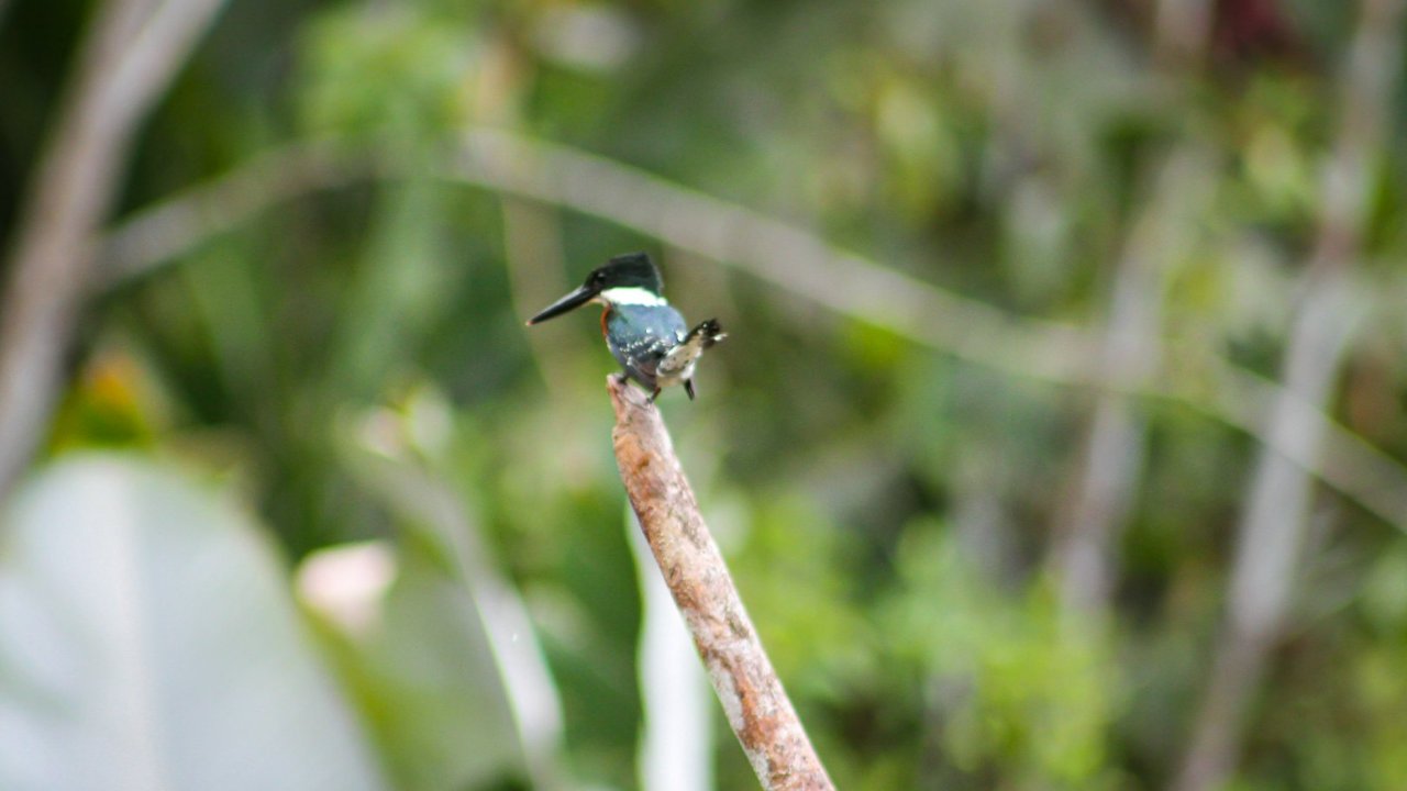 Birdwatching Tour at Macaw Lodge