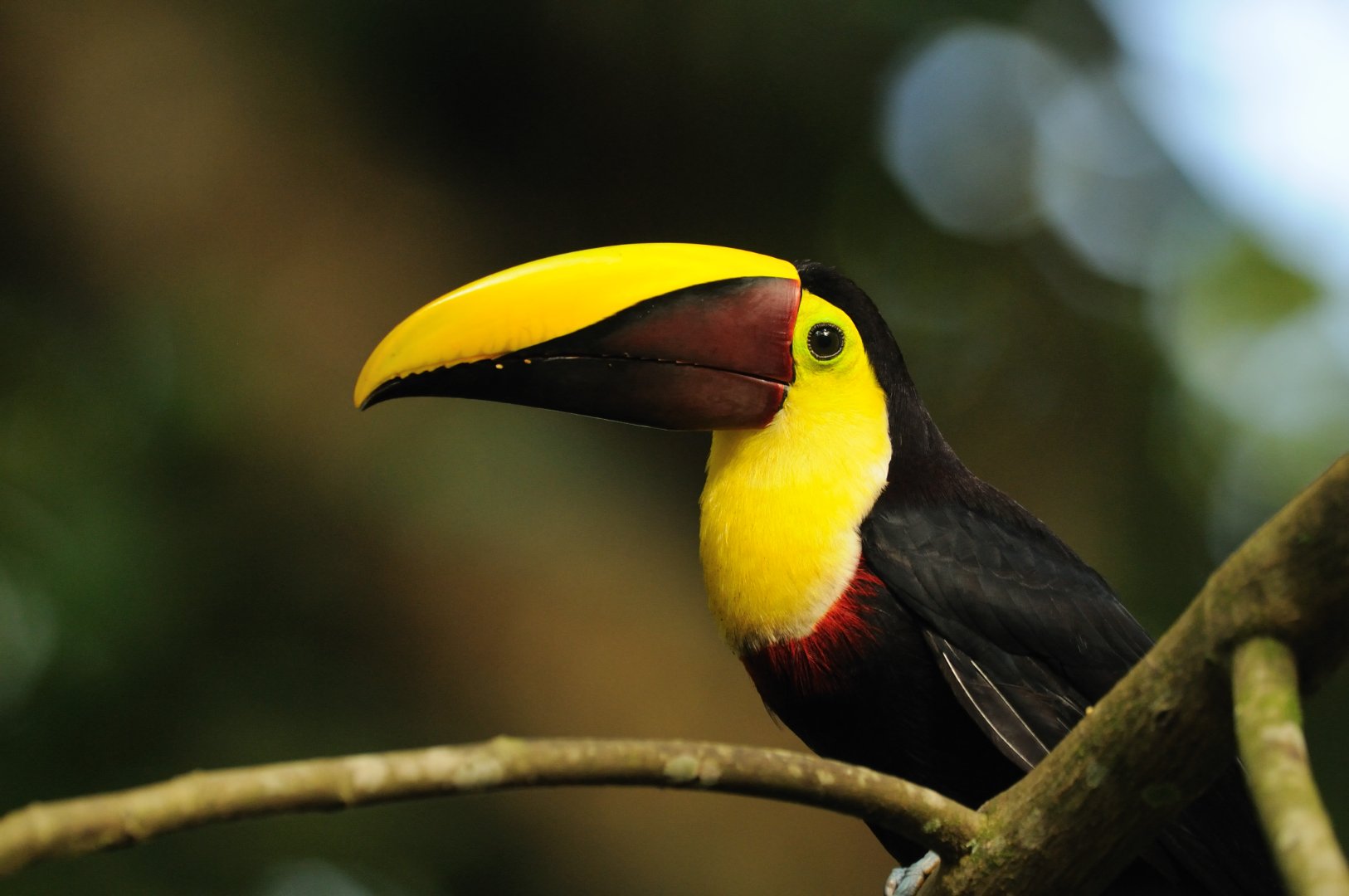 Birdwatching Tour Arenal