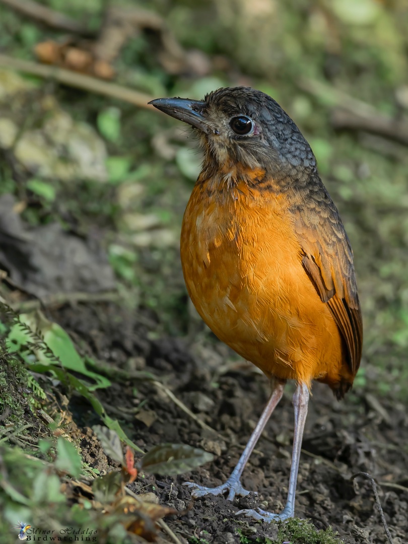 Birding at Quelitales