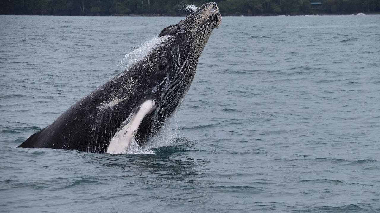 Whales & Dolphins watching