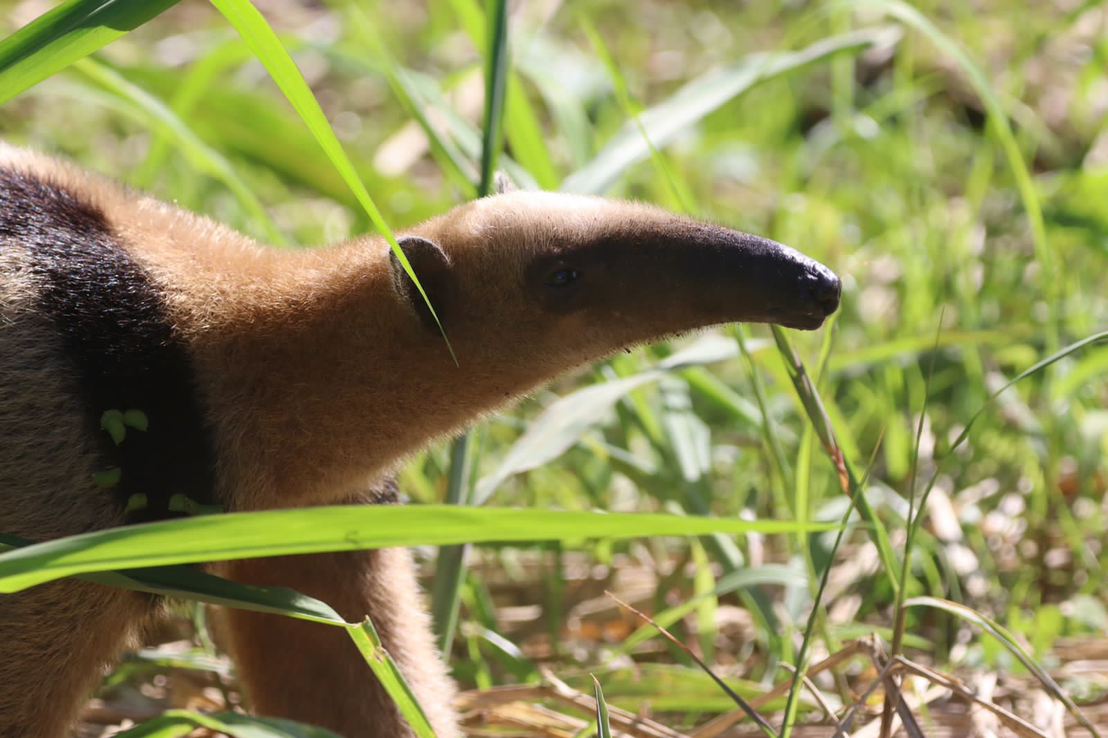 Corcovado National Park - Sirena Overnight
