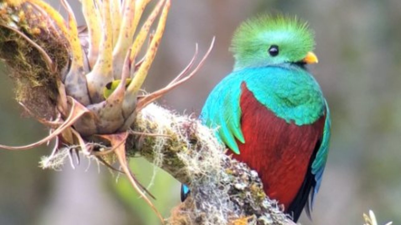 In Search of the Resplendent Quetzal