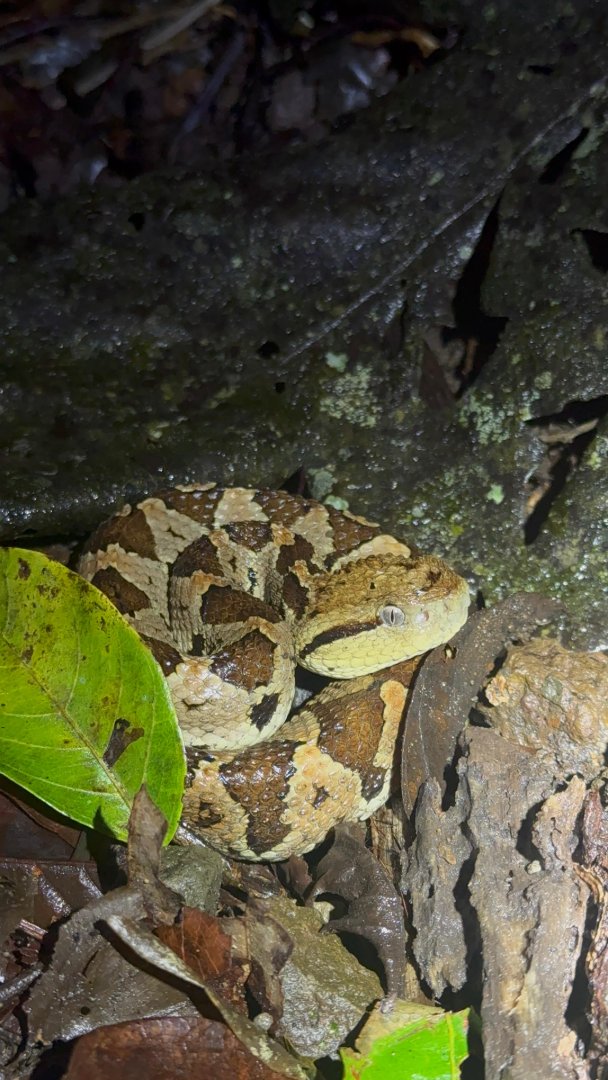 Wildlife Night Walk