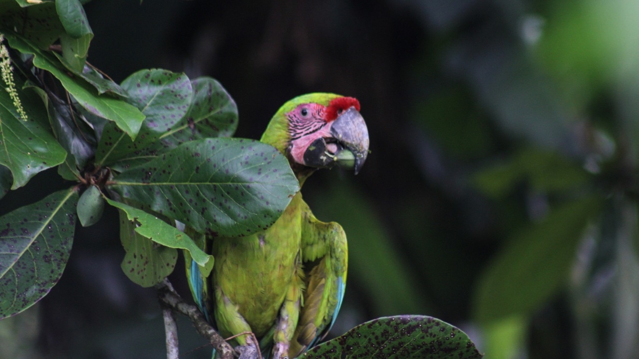 Great Green Macaw Habitat Exploration
