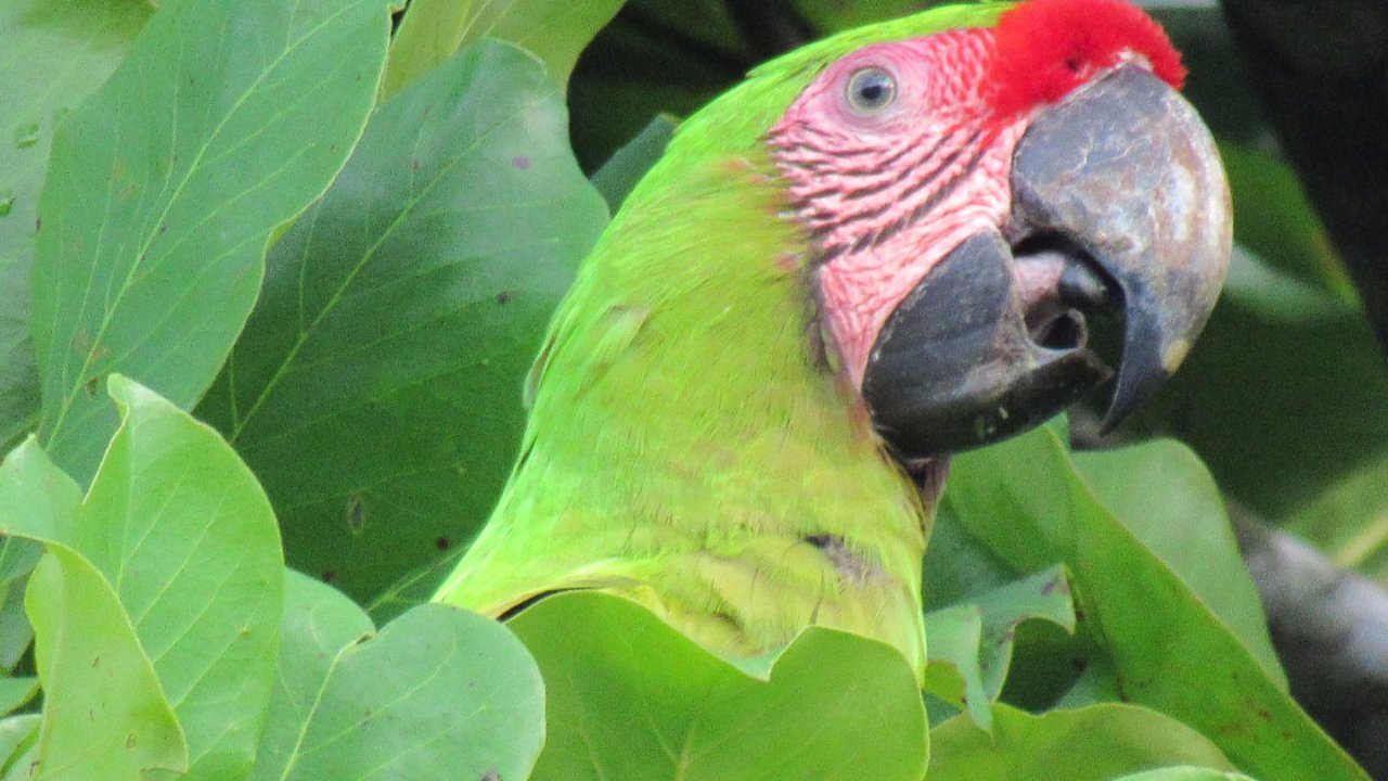 Sarapiquí Birdwatching by Green Rivers