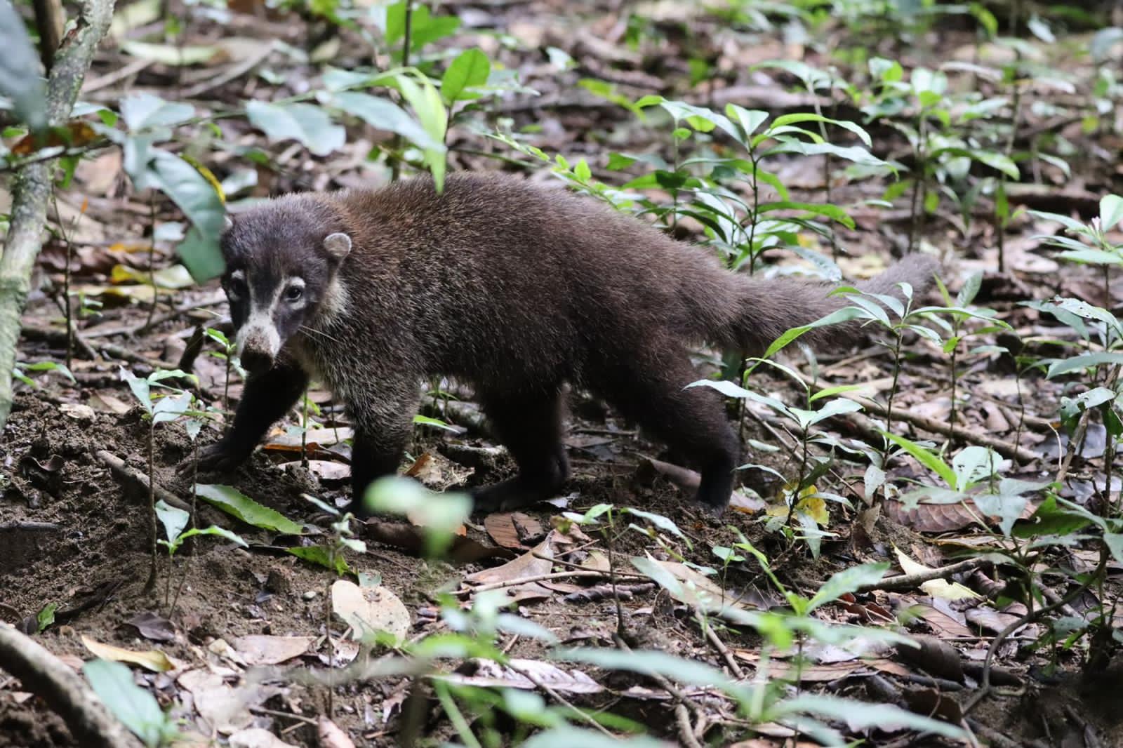 Corcovado National Park - San Pedrillo Station